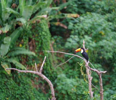 Colorful Toucan Perching on Dry Tree Branch in Tropical Rainforestの写真素材