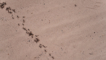 Ant Trail on Sandy Surface in a Hot Summer Dayの写真素材