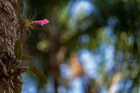Exotic Orchid Growing on Tree Trunk in Natural Surroundingsの写真素材