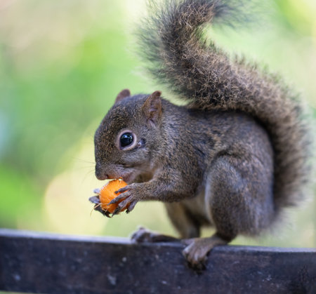 Squirrel eating fruit with blurred background.の写真素材