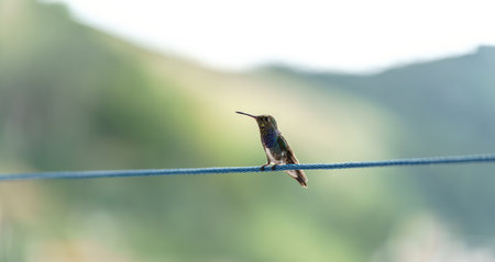Serene Hummingbird Perched on Thin Rope, Contemplating its Next Moveの写真素材