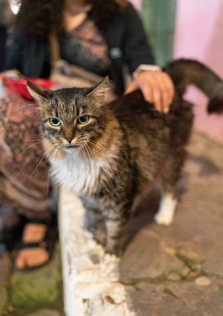Unrecognizable Person Caressing a Street Cat, Depicting Love for Animalsの写真素材