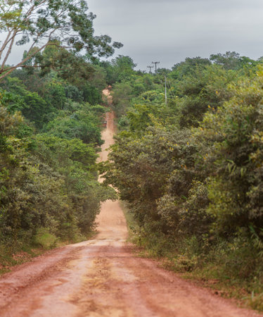 Long Straight Dirt Road Surrounded by Lush Greenery with a Truck in the Distanceの写真素材