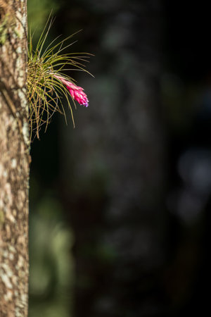 Unique Side View of an Orchid Blossom on a Tree Trunk with Dark Backgroundの写真素材