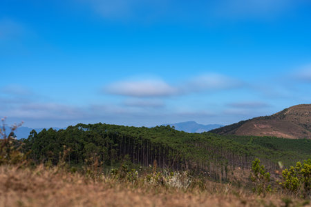 Serene mountain landscape with eucalyptus trees and blue skyの写真素材