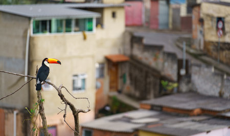 Toucan Perched on Dry Tree Branch Overlooking Blurred Cityscapeの写真素材