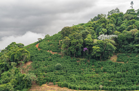 The coffee fields on the edge of the jungle-covered mountainの写真素材