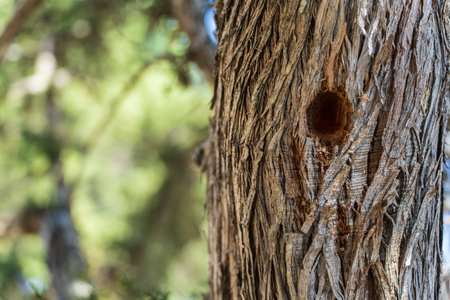 Textured Trunk of a Juniperus Thurifera with a Woodpeckers Holeの写真素材