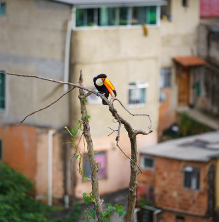 Colorful Toucan Perched on a Branch in Urban Environmentの写真素材