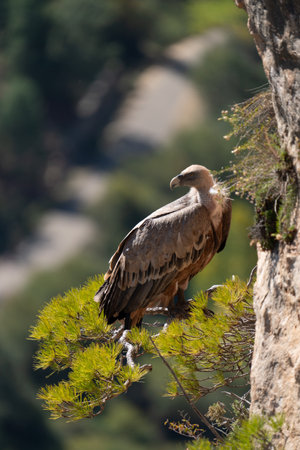 Vulture Perched on Cliff Over Pine Tree with Text Spaceの写真素材