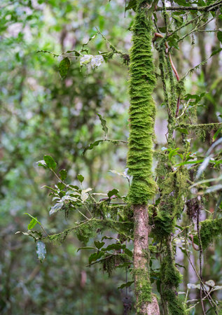Moss Covered Tree in a Pure and Humid Environmentの写真素材