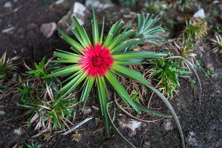 Vibrant Red Bromeliad Plant in a Lush Green Settingの写真素材