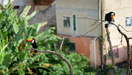 Two toucans resting on branches in a tropical settingの写真素材
