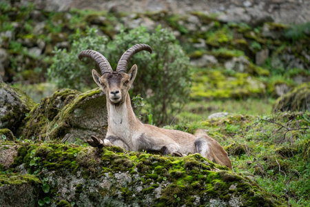 Majestic Ibex Resting on a Mossy Rock in Natureの写真素材