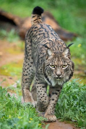 Iberian Lynx Walking Through a Lush Green Meadowの写真素材