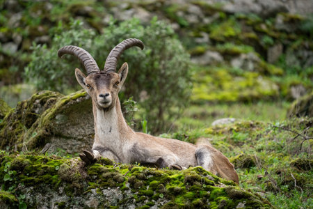 Majestic Mountain Goat Resting on a Mossy Rockの写真素材