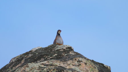 Partridge Perched Atop Rock Against Clear Blue Skyの写真素材