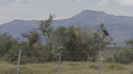 Majestic Brown Eagle Perched by Roadside in Wildの写真素材