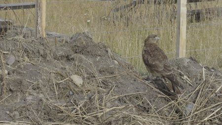 Majestic Hawk Taking Flight in the Wild After Hunting
