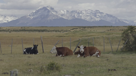 Peaceful Cows Grazing in Patagonia with Snow-Capped Mountainsの写真素材
