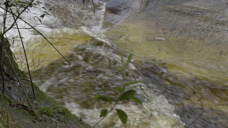 Reddish Riverbed with Slow-Flowing Water in Verdant Forestの写真素材