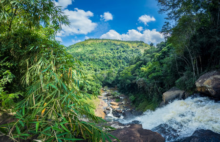 Lush Green Rainforest Landscape with Cascading Riverの写真素材