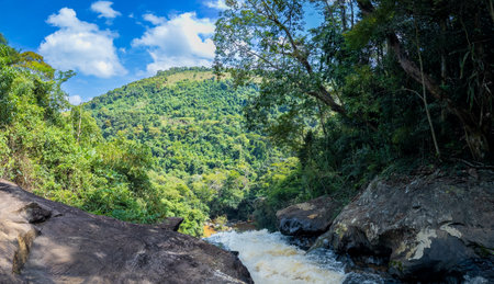 Lush Greenery Surrounding a Wild River in the Jungleの写真素材