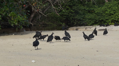 Slow motion of vultures fighting for food on a beach