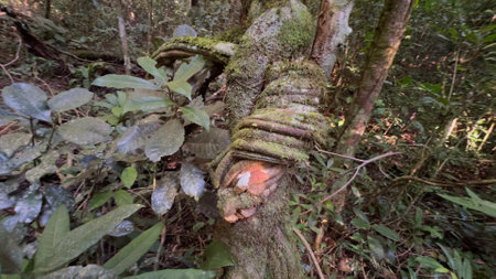 A knot of branches surrounding a tree in the dense jungleの写真素材