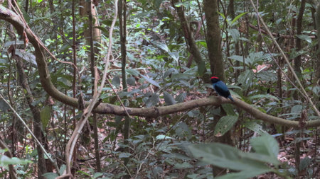 Colorful bird perched on branch in dense green jungleの写真素材