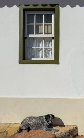 Dog Relaxing by a Traditional House Window in Sunlightの写真素材