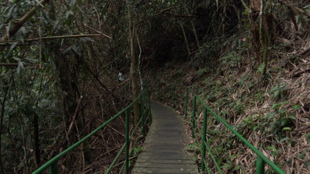Following a hidden figure on elevated jungle pathwaysの写真素材