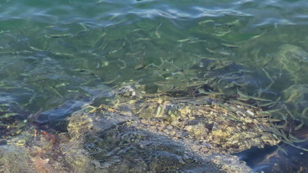 Slow motion video of a huge school of fish swimming gracefullyの写真素材