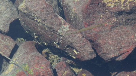 Slim elongated fish swimming slowly in shallow waters