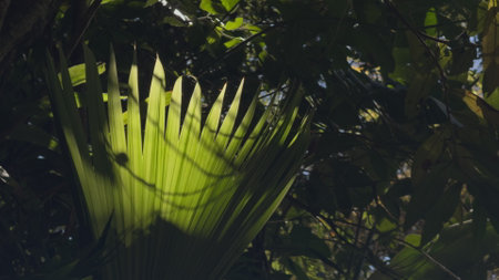 Sunlight filtering through a lush green palm leafの写真素材