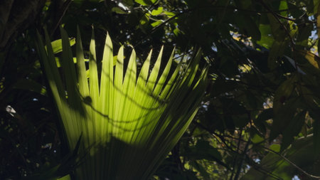 Sunlight Filtering Through Lush Green Tropical Leavesの写真素材