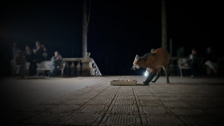 Maned wolf eating in a tray at Caraca sanctuary in Brazil at nightの写真素材