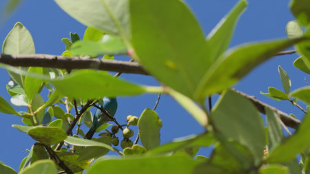 Slow-motion video of a vibrant blue bird amid green branchesの写真素材
