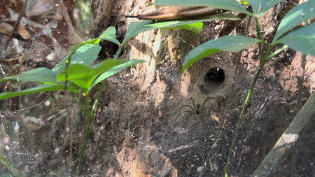 Close-up of Spider Retreating into Web Tunnel Quicklyの写真素材
