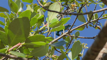 Slow motion shot of blue and green birds fighting over a flowerの写真素材