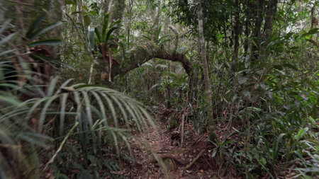 Walking Under a Fallen Tree in a Dense Jungle Pathの写真素材