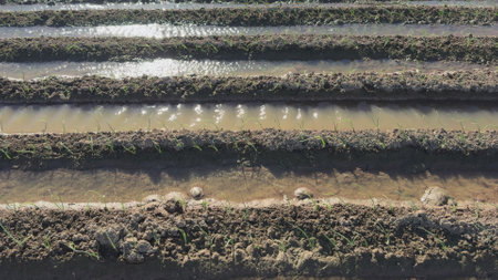 Slow motion video of early stage onion plantationの写真素材