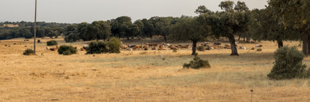 Tranquil Cattle Grazing Under Shaded Trees Landscapeの写真素材