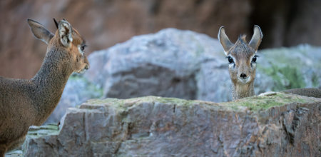 Curious small antelope pair on rocky habitat