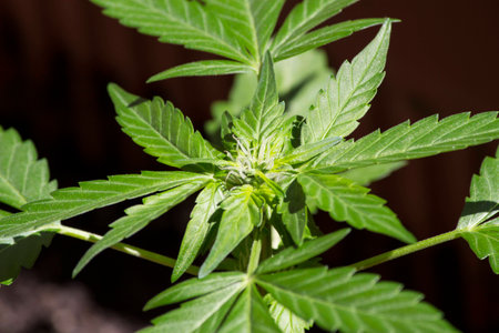 Cannabis Plant
