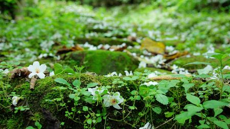 Tung blossom scenic footpathの写真素材