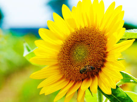 Sunflowerの写真素材