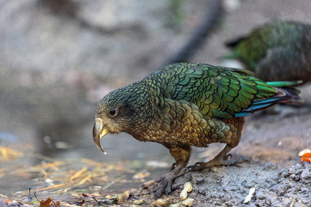 Adult Kea (Nestor notabilis) close-up.の写真素材