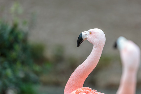 Phoenicopteridae. The Chilean flamingo (Phoenicopterus chilensis)の写真素材
