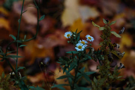 Margherittaの写真素材